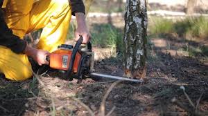 Best Tree Removal  in Coosada, AL