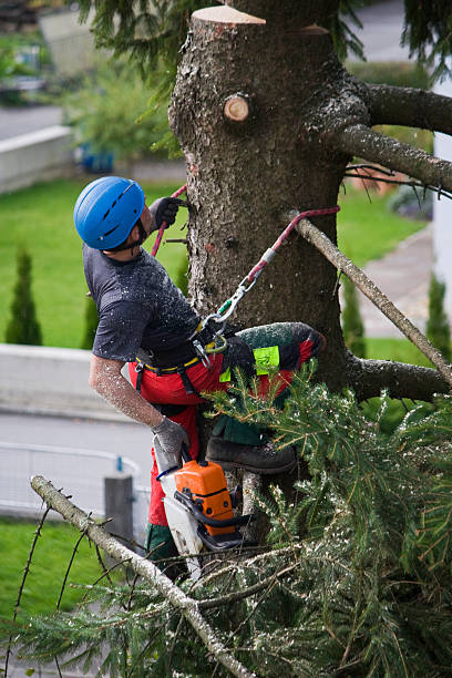 Best Tree Trimming and Pruning  in Coosada, AL